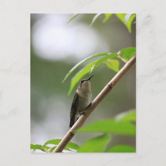 De waarnemer Hummingbird Briefkaart (Voorkant)