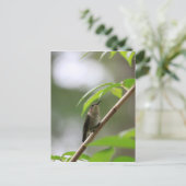 De waarnemer Hummingbird Briefkaart (Staand voorkant)