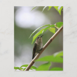 De waarnemer Hummingbird Briefkaart
