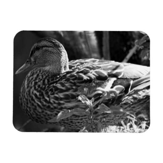 De Waarnemer Magneet (Horizontaal)