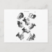 De Wall Hand Shadows Briefkaart (Voorkant)