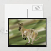De Wallaby Jump Briefkaart (Voorkant / Achterkant)