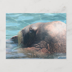 De Walrus Briefkaart