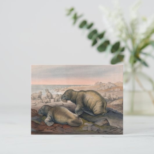 De Walrus van Joseph Wolf Briefkaart (Staand voorkant)