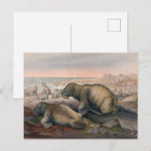 De Walrus van Joseph Wolf Briefkaart (Voorkant / Achterkant)