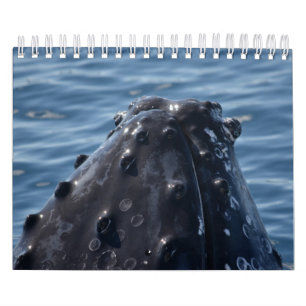 DE WALVIS QUEENSLAND AUSTRALIË VAN DE GEBOCHELDE KALENDER