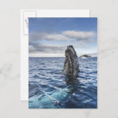 De Walvis Spyhops van de gebochelde | Baai van de Briefkaart (Voorkant / Achterkant)