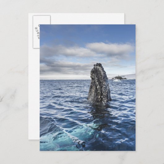 De Walvis Spyhops van de gebochelde | Baai van de Briefkaart (Voorkant / Achterkant)