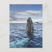 De Walvis Spyhops van de gebochelde | Baai van de Briefkaart (Voorkant)