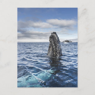 De Walvis Spyhops van de gebochelde   Baai van de Briefkaart
