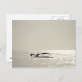 De walvis van de gebochelde, staart over briefkaart (Voorkant / Achterkant)