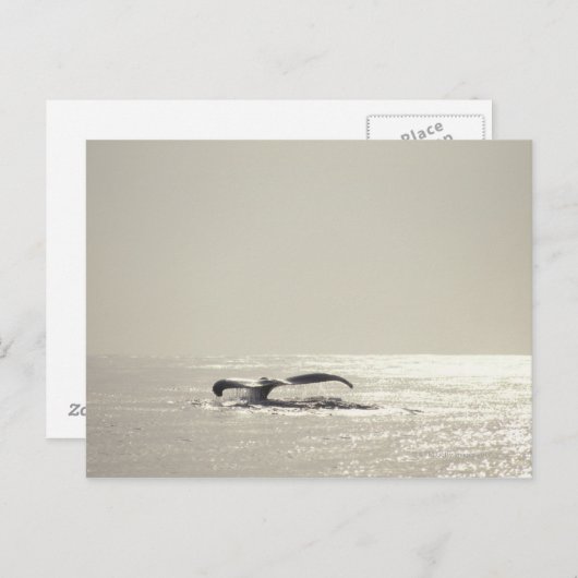 De walvis van de gebochelde, staart over briefkaart (Voorkant / Achterkant)