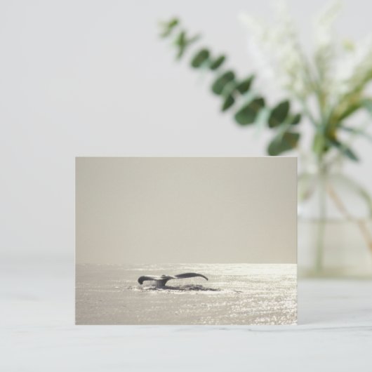 De walvis van de gebochelde, staart over briefkaart (Staand voorkant)