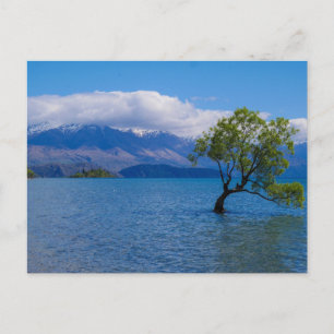 De Wanaka Boom, Meer Wanaka, NZ - Briefkaart
