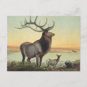 De Wapiti Deer van Joseph Wolf Briefkaart