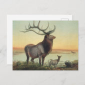 De Wapiti Deer van Joseph Wolf Briefkaart (Voorkant / Achterkant)