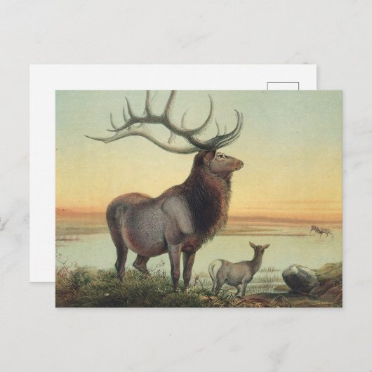 De Wapiti Deer van Joseph Wolf Briefkaart (Voorkant / Achterkant)