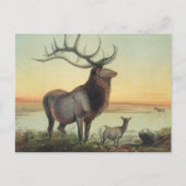 De Wapiti Deer van Joseph Wolf Briefkaart (Voorkant)