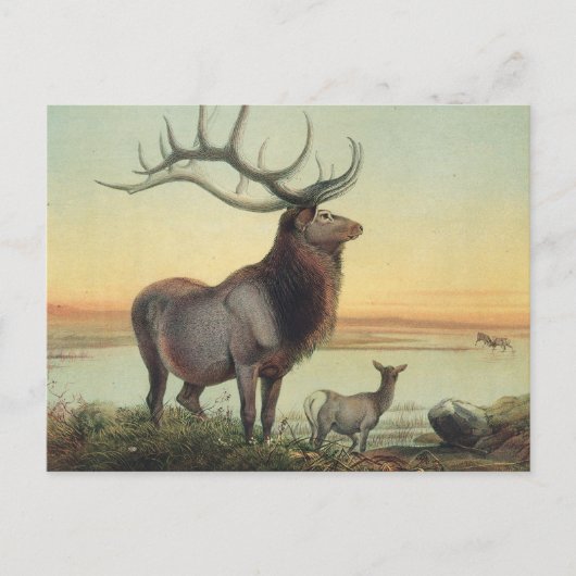 De Wapiti Deer van Joseph Wolf Briefkaart (Voorkant)