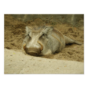 De Warthog Foto Afdruk