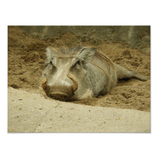 De Warthog Foto Afdruk (Voorkant)