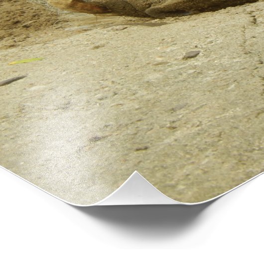 De Warthog Foto Afdruk (Hoek)