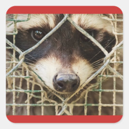 de wasbeer op vierkante sticker