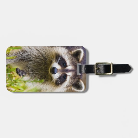 De wasbeer, Procyon lotor Bagagelabel (Voorkant horizontaal)