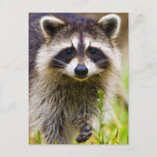 De wasbeer, Procyon lotor Briefkaart