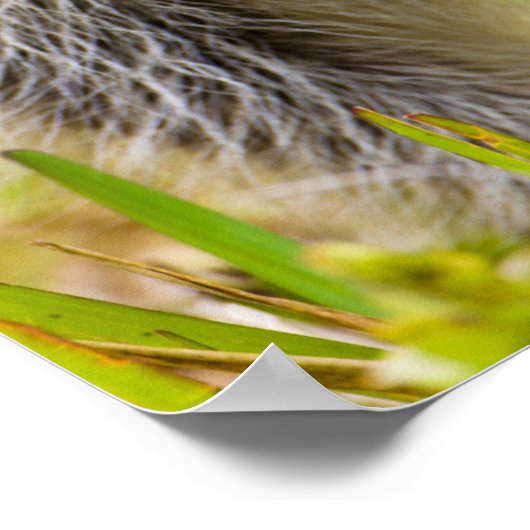 De wasbeer, Procyon lotor, is een wijdverbreide, 3 Poster (Hoek)