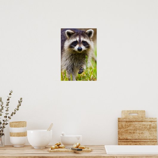 De wasbeer, Procyon lotor, is een wijdverbreide, 3 Poster (Keuken)