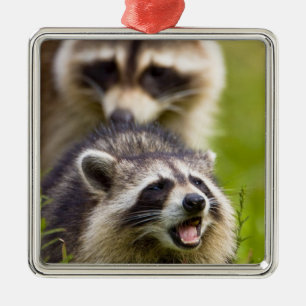 De wasbeer, Procyon lotor, is een wijdverspreide, Metalen Ornament