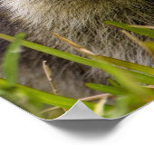 De wasbeer, Procyon lotor, is een wijdverspreide, Poster (Hoek)