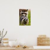 De wasbeer, Procyon lotor, is een wijdverspreide, Poster (Keuken)