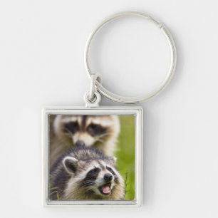 De wasbeer, Procyon lotor, is een wijdverspreide, Sleutelhanger