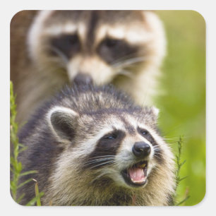 De wasbeer, Procyon lotor, is een wijdverspreide, Vierkante Sticker
