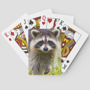 De wasbeer, Procyon lotor Pokerkaarten