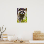 De wasbeer, Procyon lotor Poster (Keuken)