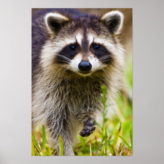 De wasbeer, Procyon lotor Poster (Voorkant)