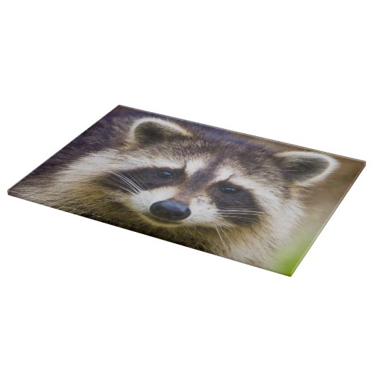 De wasbeer, Procyon lotor Snijplank (Hoek)