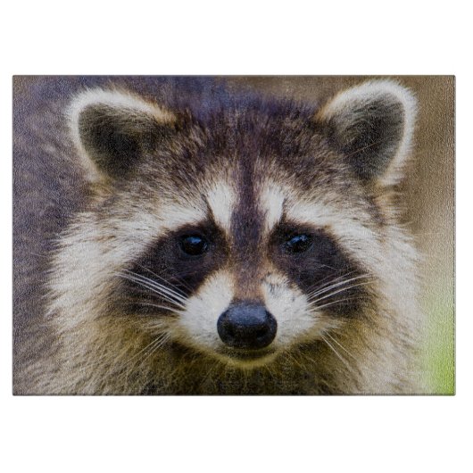 De wasbeer, Procyon lotor Snijplank (Voorkant)