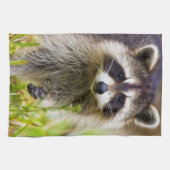De wasbeer, Procyon lotor Theedoek (Horizontaal)