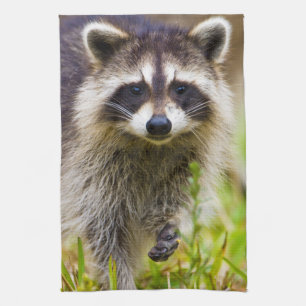 De wasbeer, Procyon lotor Theedoek