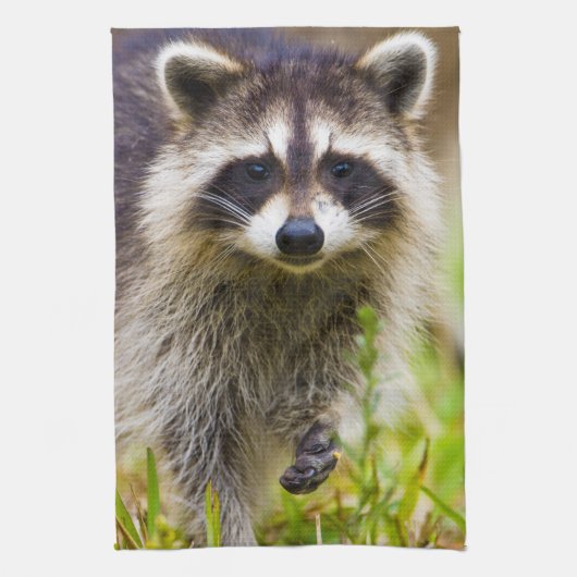 De wasbeer, Procyon lotor Theedoek (Verticaal)
