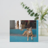 De Watchdog. Briefkaart (Staand voorkant)