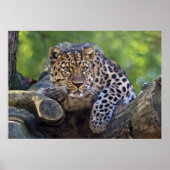De Watcher Print (Voorkant)
