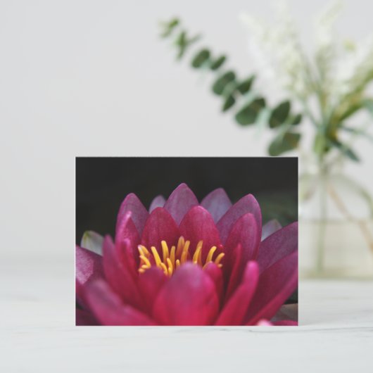 De waterLily Briefkaart (Staand voorkant)
