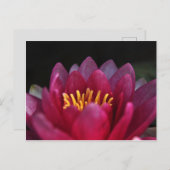 De waterLily Briefkaart (Voorkant / Achterkant)