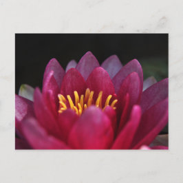 De waterLily Briefkaart