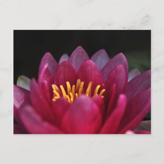 De waterLily Briefkaart (Voorkant)